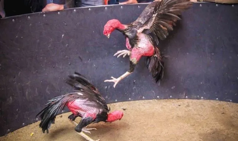 Cần tìm hiểu kỹ lưỡng về chiến kê trước khi đặt cược